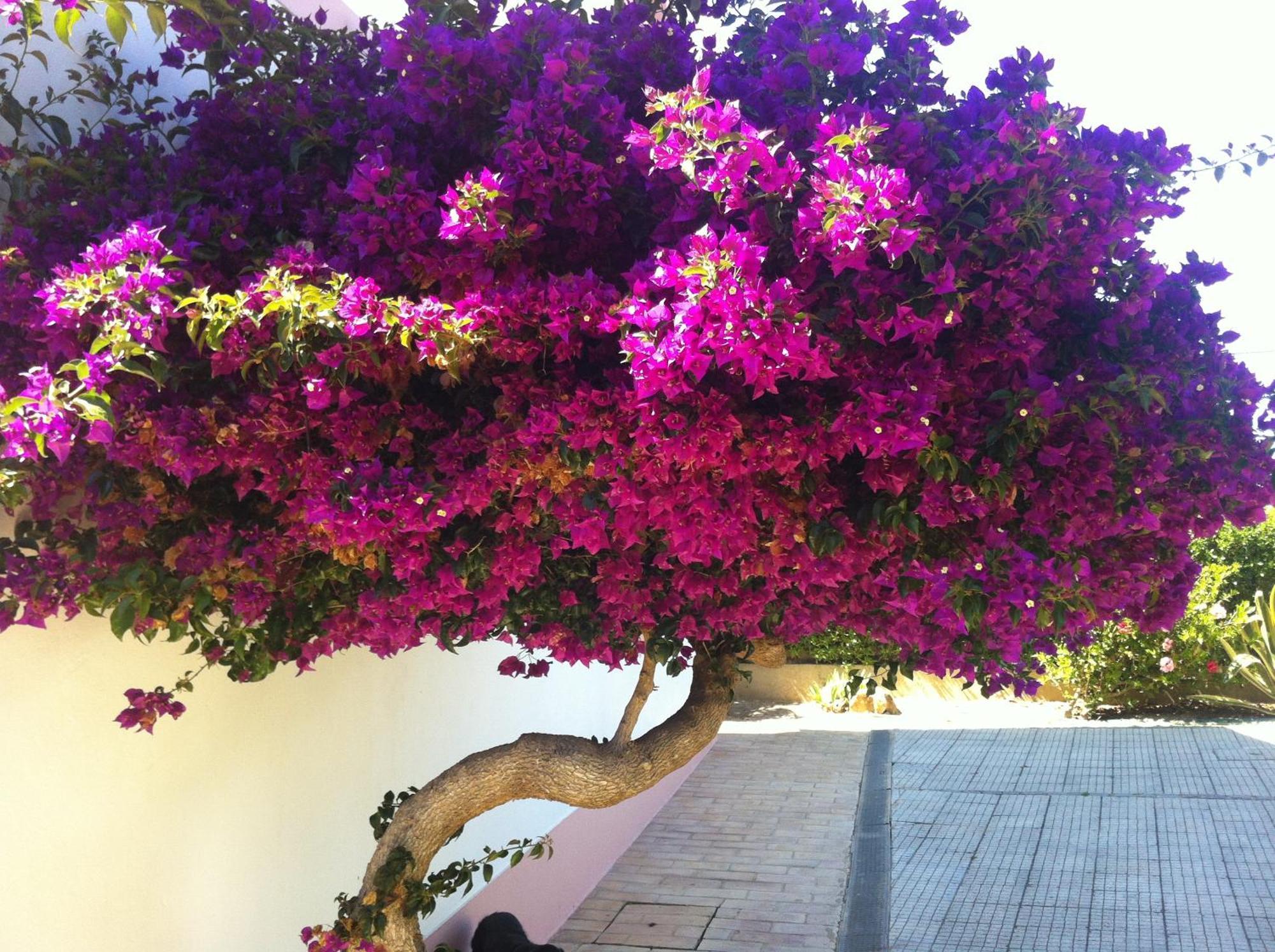 Hotel Casa Do Cabo De Santa Maria Sagres Exteriér fotografie